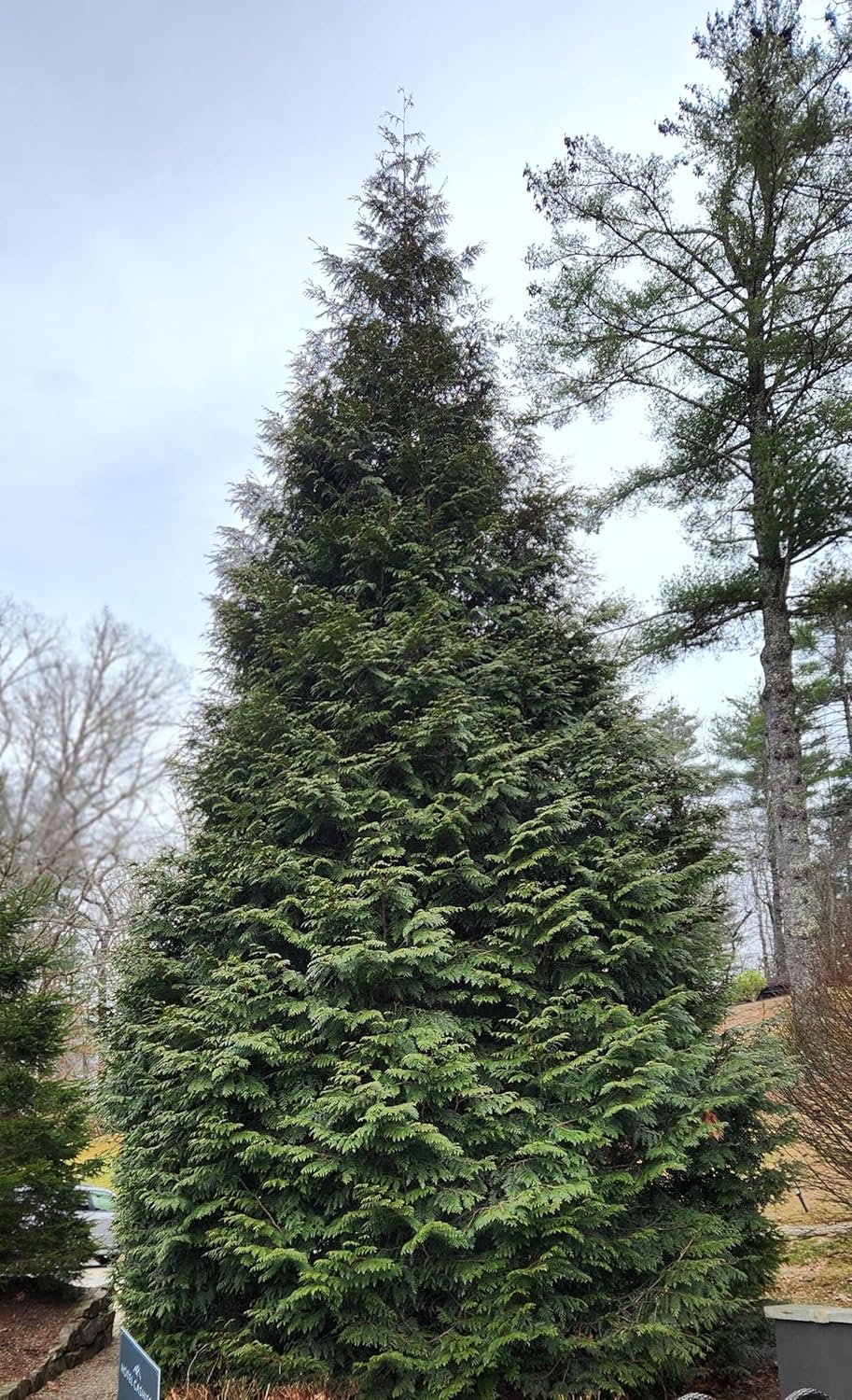 Thuja Green Giant Arborvitae Lot of 30 Each in a Protective Pouch 12-15 inches Tall