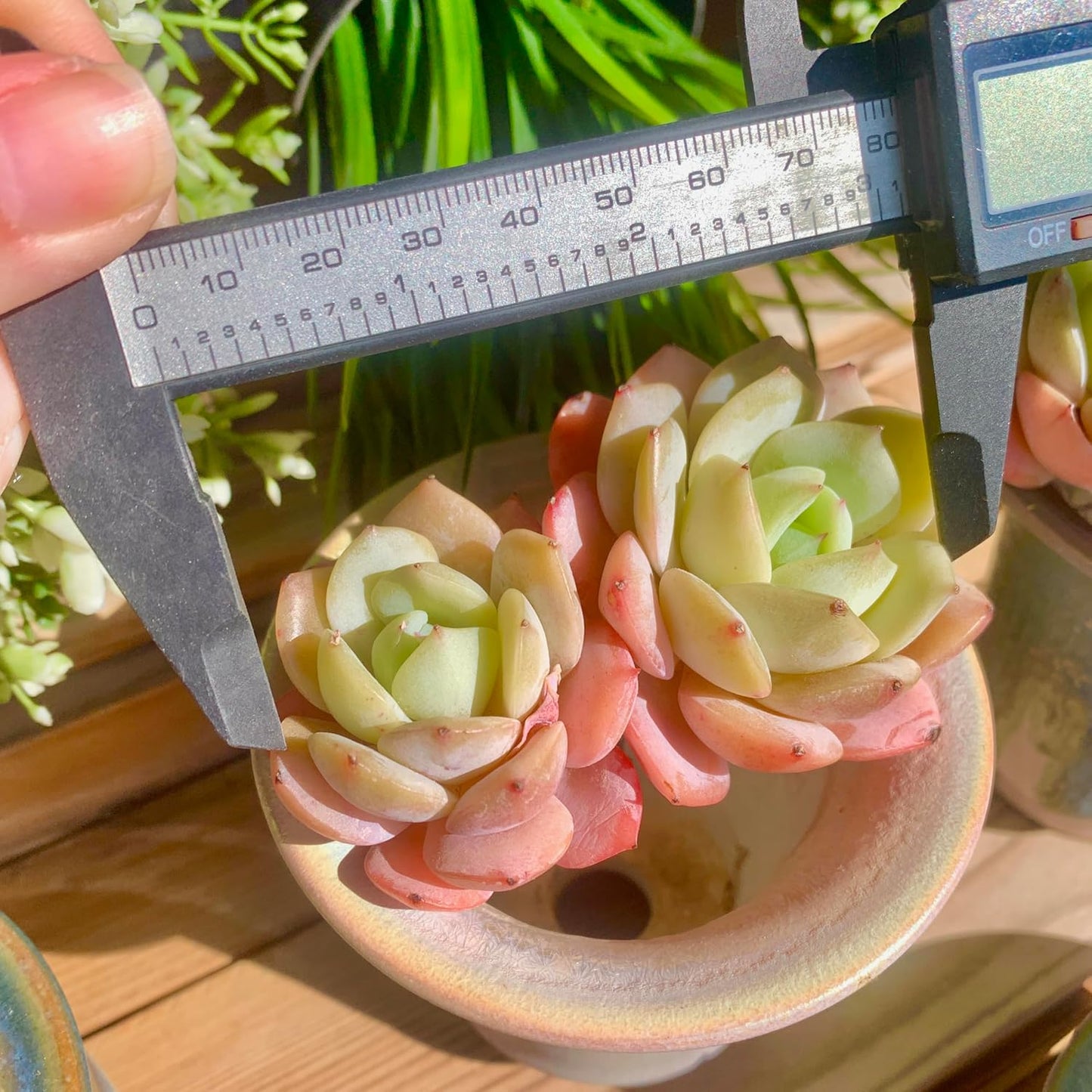 FWPP Live Succulents Plants Echeveria Love Song 2 Heads 3 inches,Rare Succulents Bare Root Without Pot Soil, Live Plants Indoor Office Decoration Wedding and Gift