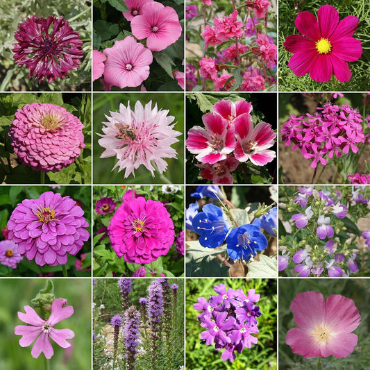 Ferry-Morse Pink and Purple Mix Bulk Flower Seeds, 1lb
