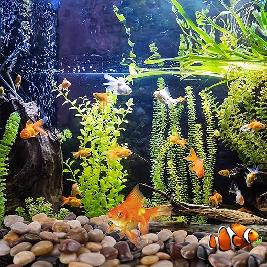 River Rocks 20lbs, 1-2Inch Mixed Color Natural Pebbles for Plants, High Polished Decorative Stones for Aquarium Vase Filler Fish Tank Landscaping Garden