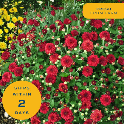 Costa Farms Live Plants – Fall Mums 8-Pack (Red) in Grower Pots | 1 Qt. Seasonal Houseplants & Outdoor Flowers for Porch, Patio, or Garden | Ships in Bud Form for Longer Bloom