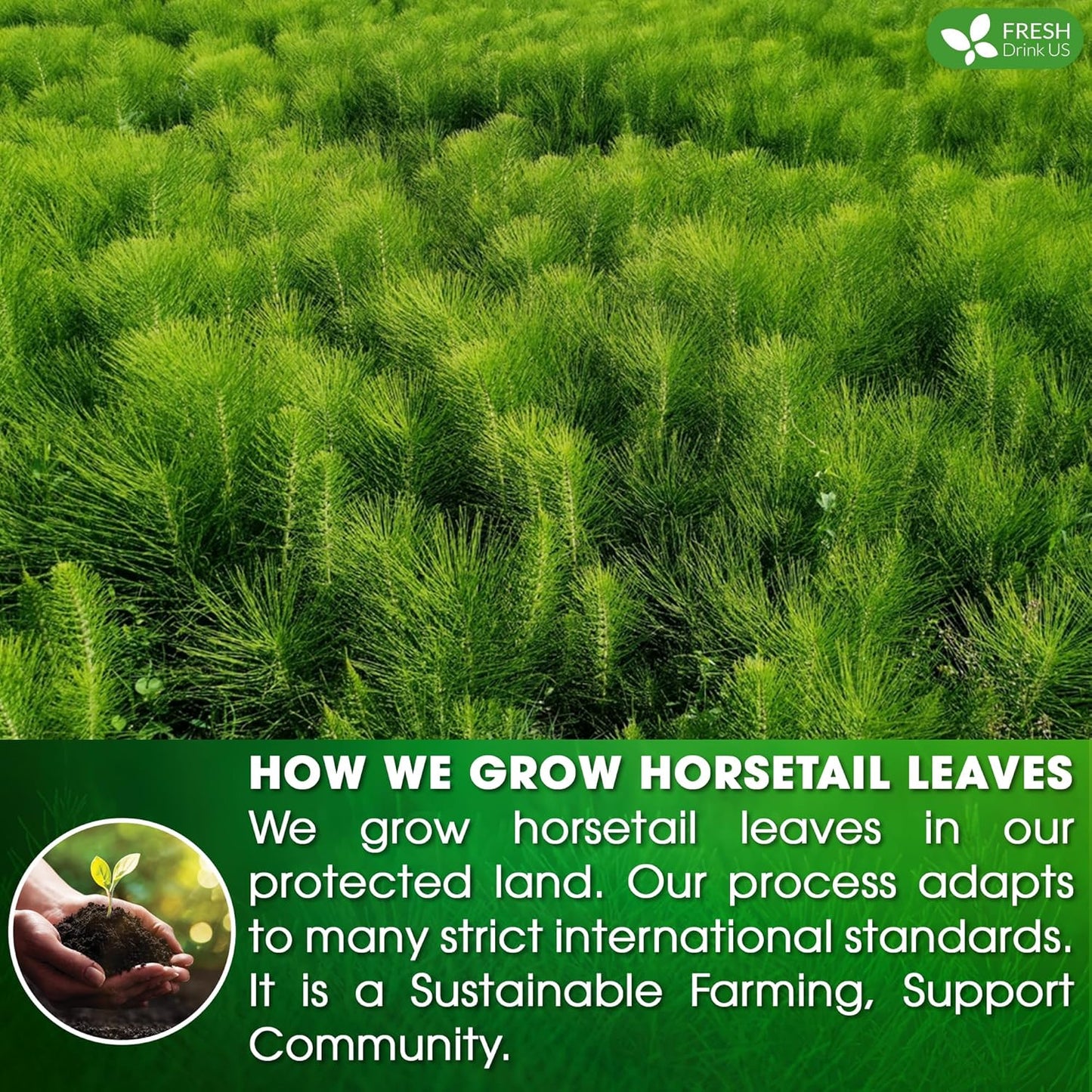 FreshDrinkUS, Premium 55 Horsetail Leaf Tea Bags, 100% Natural & Pure from Horsetail Loose Leaves Herbal Tea. Made with Natural Material Tea Bags. No Sugar, No Caffeine, No Gluten, Vegan.