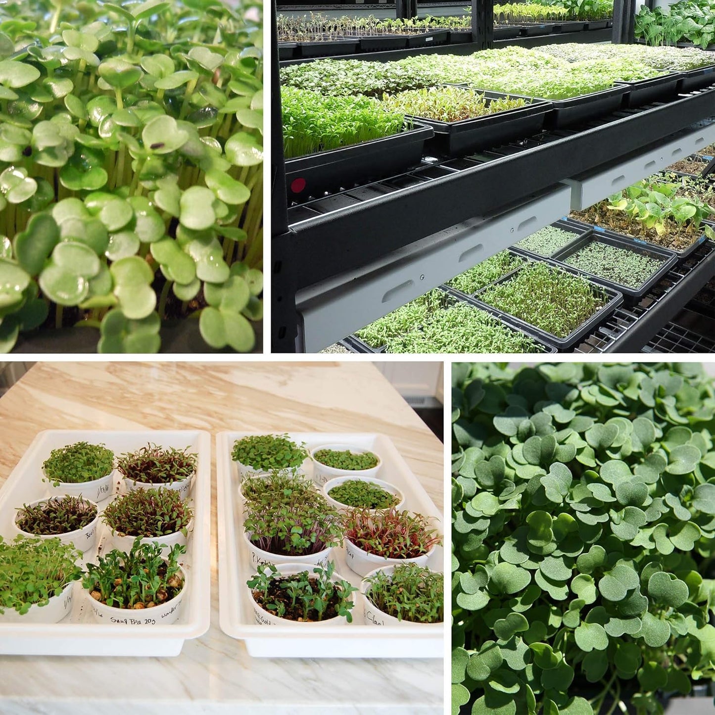 Handy Pantry Black Plastic Garden Tray Inserts - 50 Sheets of 36 Planting Pot Cells Each - 2x3 Nested x6 Configuration - Perforated - Nursery, Greenhouse, Gardening