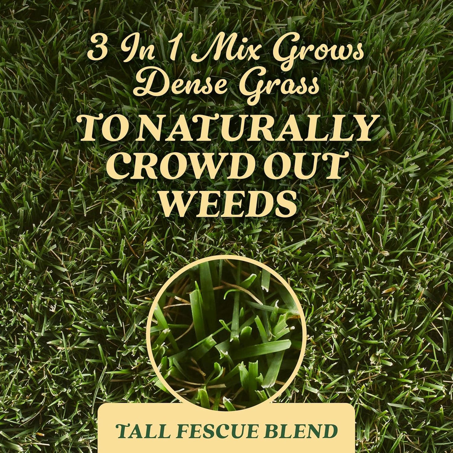 O.M. Scott and Sons Tall Fescue Blend Grass Seed, Fertilizer and Soil Improver, Naturally Crowds Out Weeds, Covers Up to 2,000 sq. ft., 8 lbs.