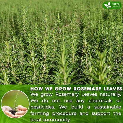 FreshDrinkUS, Premium 40 Rosemary Leaf Tea Bags, 100% Natural and Pure Rosemary Dried Leaves, Pure Rosemary Herbal Tea, No Additives, No Caffeine, No Gluten, Vegan.