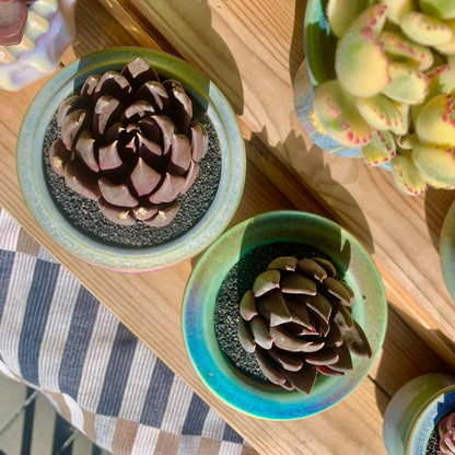 FWPP Live Succulents Plants Echeveria Affinis 2 inches,Rare Black Succulents Bare Root Without Pot Soil, Live Plants Indoor Office Decoration Wedding and Gift