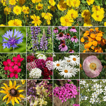 Ferry-Morse Northeast Mix Bulk Wildflower Seeds, 1lb