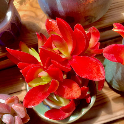 FWPP Crassula capitella 'Campfire' Live Succulent Plant in 3 Inch, Bright Red Leaves, Bare Root Without Pot Soil, Low Maintenance Houseplant, Great Gift for Plant Lovers & Home Decor