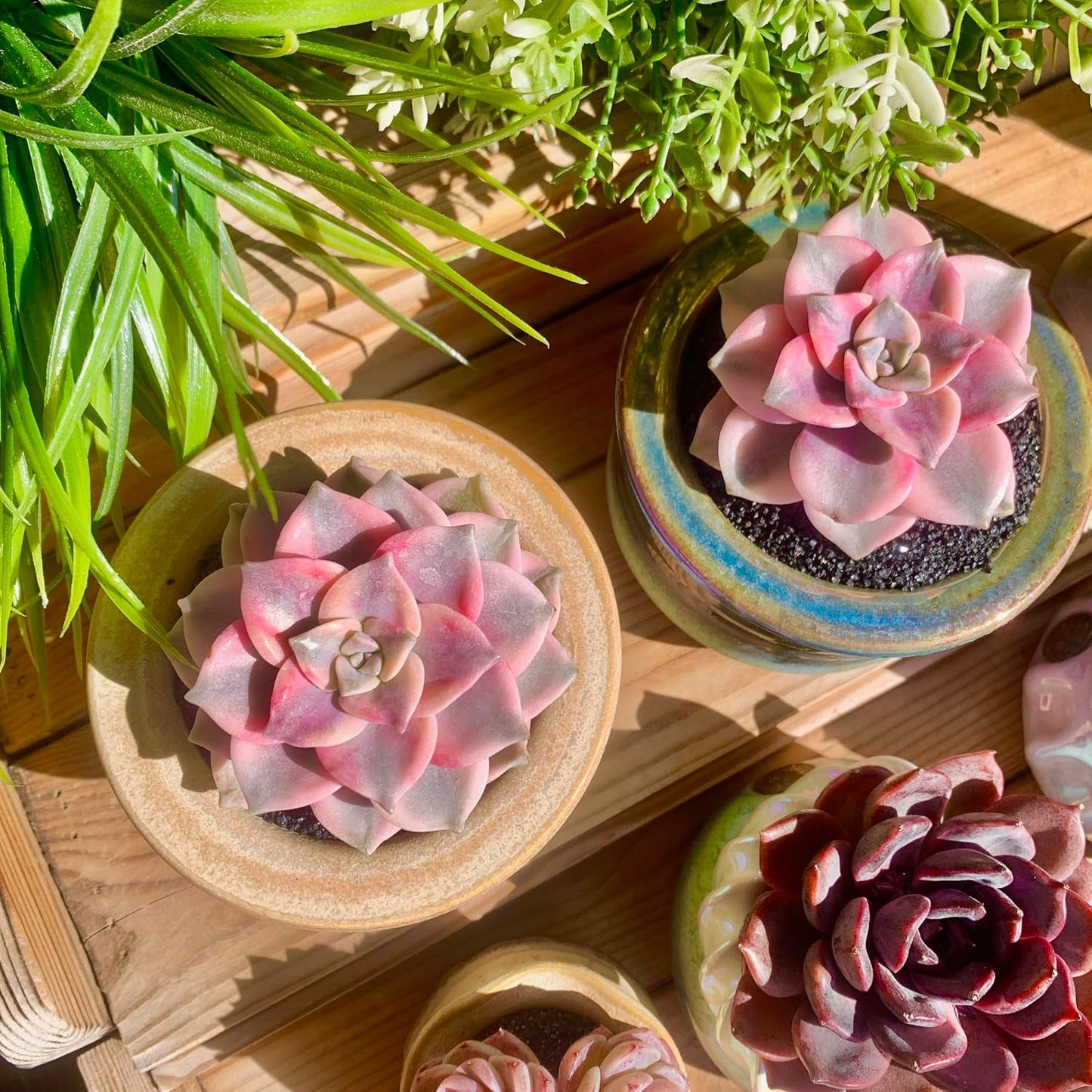 FWPP Live Succulents Plants Graptopetalum Purple Delight 2.5 inches,Rare Purple Succulents Bare Root Without Pot Soil, Live Plants Indoor Office Decoration Wedding and Gift