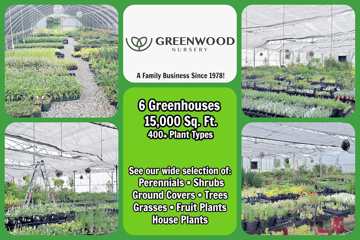 Greenwood Nursery: Live Perennial Plants - Hidcote Blue Lavender + Lavandula Angustifolia - [Qty: 5X Pint Pots] - (Click for Other Available Plants/Quantities)