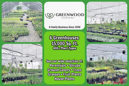 Greenwood Nursery: Live Perennial Plants - Munstead Lavender + Lavandula Angustifolia - [Qty: 10x 3.5 Pots] - (Click for Other Available Plants/Quantities)