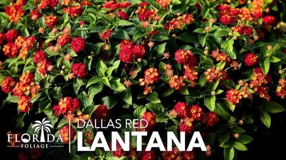 Lantana Dallas Red | 3 Large Gallon Size Plants | Lantana Camara | Flowering Perennial | Garden Colorful Bloom | Hardy Outdoor Decor | Vibrant Red Flowers