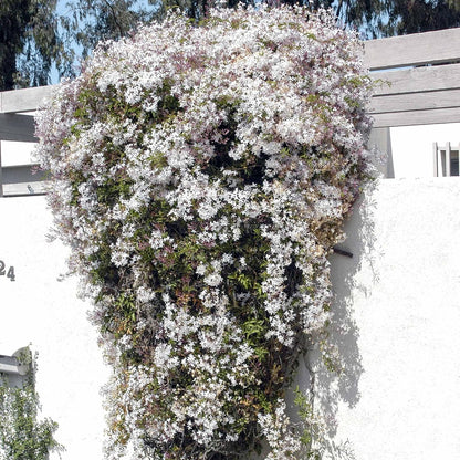 Pink Jasmine Vine - Jasminum Polyanthum - Fragrant & Blooming, Perfect for Indoor/Outdoor Decor (4 Pink jas sacs)