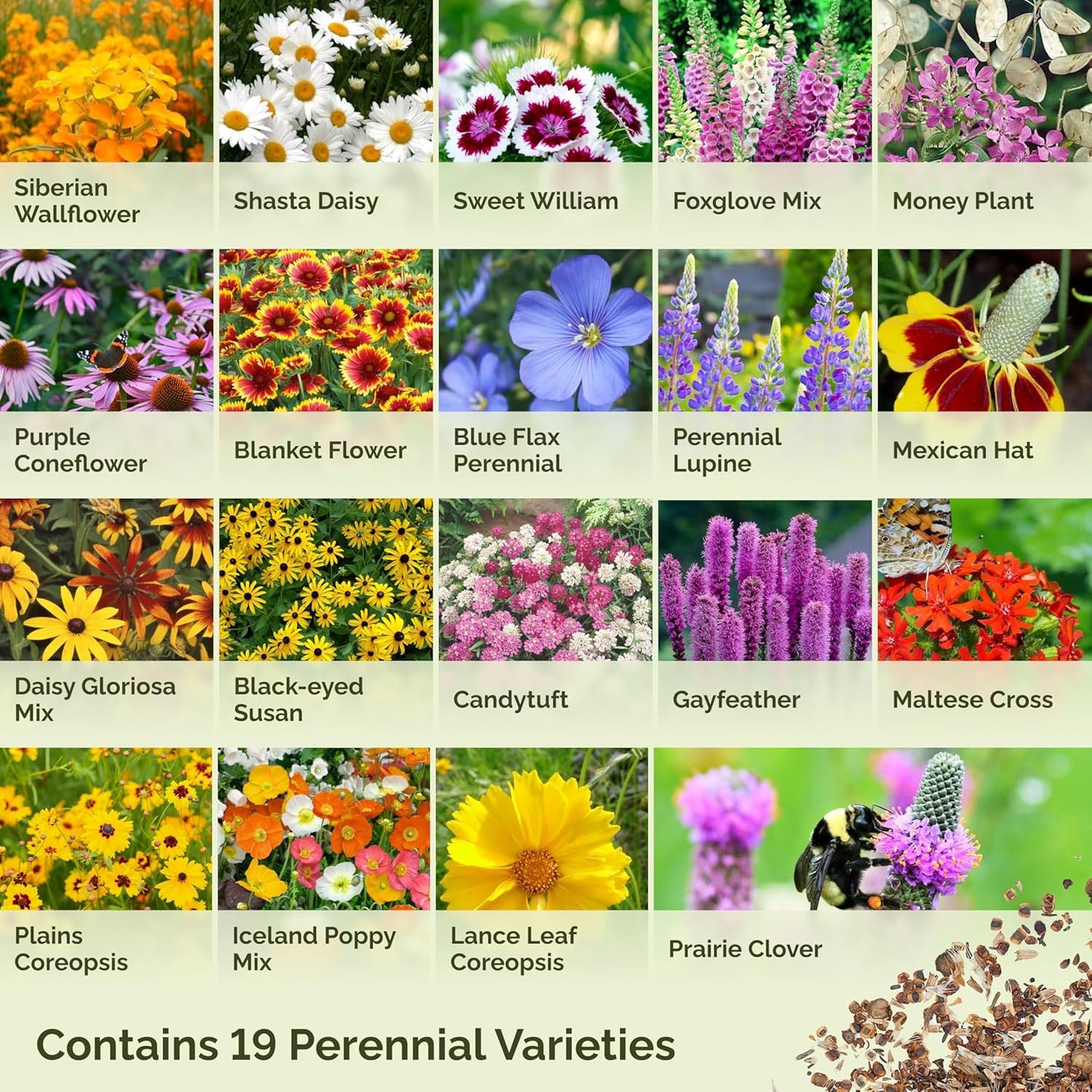 Eden Brothers All Perennial Wildflower Mixed Seeds for Planting, 5 lb, 2,400,000+ Seeds with Lupine, Shasta Daisy| Attracts Pollinators, Plant in Spring or Fall, Zones 3, 4, 5, 6, 7, 8, 9, 10