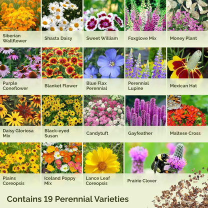 Eden Brothers All Perennial Wildflower Mixed Seeds for Planting, 5 lb, 2,400,000+ Seeds with Lupine, Shasta Daisy| Attracts Pollinators, Plant in Spring or Fall, Zones 3, 4, 5, 6, 7, 8, 9, 10