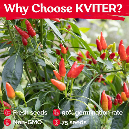 KVITER 75 Birds Eye Chili Pepper Seeds for Planting (Capsicum Annuum) — Thai Chili Red Pepper, Extra‑Hot 50K-100K SHU, High‑Yield Bush — Heirloom & Organic Vegetable Seeds for Outdoor & Indoor Garden