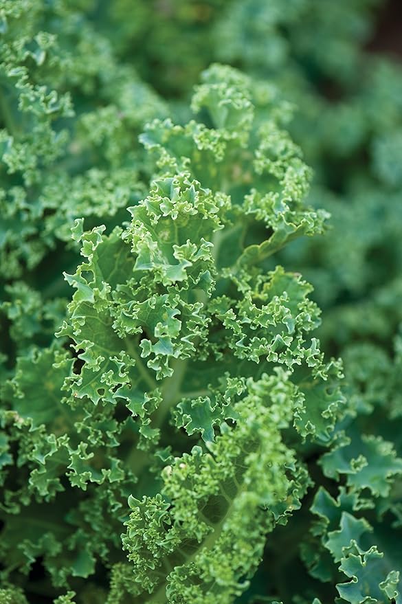 Burpee Dwarf Blue Curled Vates Kale Seeds 2000 seeds