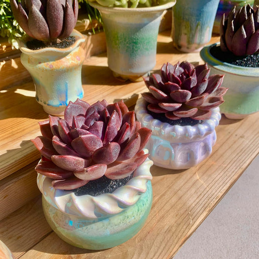 FWPP Live Succulents Plants Echeveria Black Mamba 3 inches,Rare Black Red Succulents Bare Root Without Pot Soil, Live Plants Indoor Office Decoration Wedding and Gift