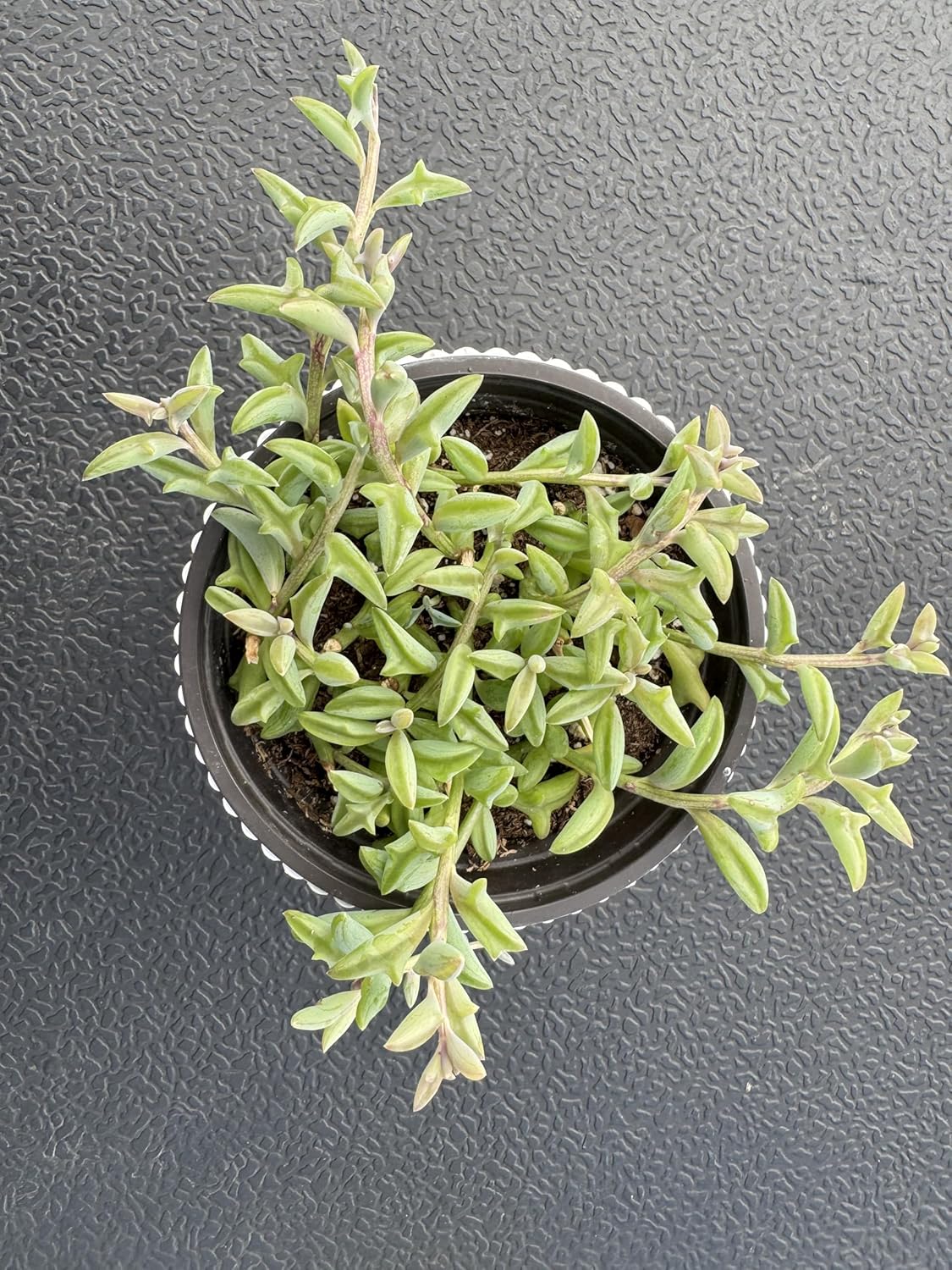 String of Dolphins with White Stripe 4" Pot, Live Succulent Plant Fully Rooted in Pots with Soil, Rare House Plant for Home Office Wedding Decoration DIY Projects Party