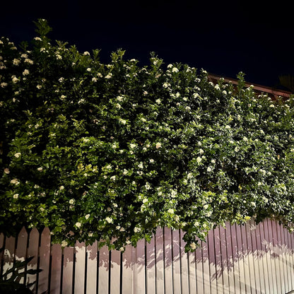 Night Blooming Jasmine Live Plant - Cestrum Nocturnum. Fragrant Flowering Shrub for Garden, Patio or Window (2 ngt.jas sacs)