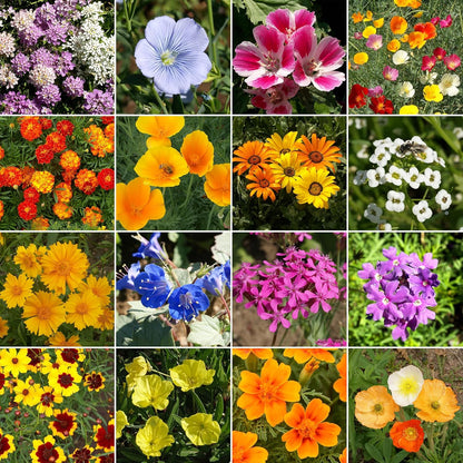 Ferry-Morse Dwarf Rainbow Colors Mix Bulk Wildflower Seeds, 1lb