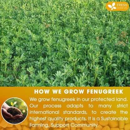 FreshDrinkUS, Premium 30 Fenugreek Tea Bags, 100% Natural & Pure from Fenugreek. Fenugreek Herbal Tea. Made with Natural Material Tea Bags. No Sugar, No Caffeine, No Gluten, Vegan.