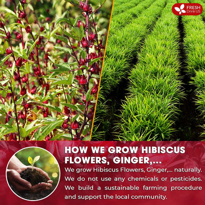 FreshDrinkUS, 60 Tea Bags Super Hibiscus Heart Blend– Herbal Tea with Hibiscus Flower, Ginger, Cinnamon Stick, Lemongrass & Rose Hip – Naturally Caffeine-Free, Sugar-Free, Vegan