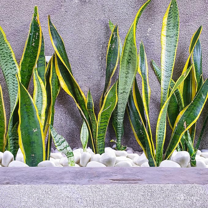 20 lbs White Rocks for Gardens, 2-3 Inch Decorative Pebbles for Plants Outdoor, White River Rocks for Landscaping Plants Backyard Aquarium Vase and Bird Bath