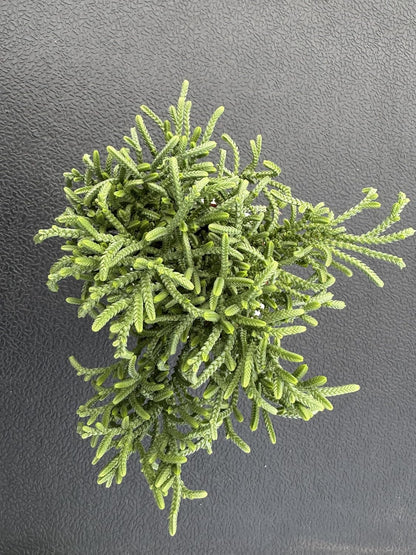 Watch Chain Succulent with White Stripe Pot, Rare Live Crassula muscosa Plant, Home Office Indoor Outdoor Wedding Decoration DIY Projects Party Favor