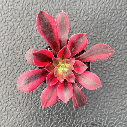 Sprout N Green Aeonium 'Meidusha', Live Rare Succulent Potted 2" Planter, Real House Plant for Party Favors Home Indoor Outdoor Garden Wedding Decoration DIY Projects