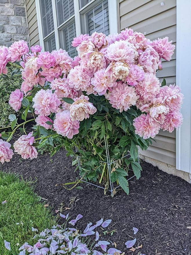 Cedar Ridge Square Foldable Flower Support Cage – Heavy-Duty Plant Support for Peonies, Mums & Pepper Plants – Ideal for Flower Beds & Garden Borders. Made in USA (13x24) – 3-Pack