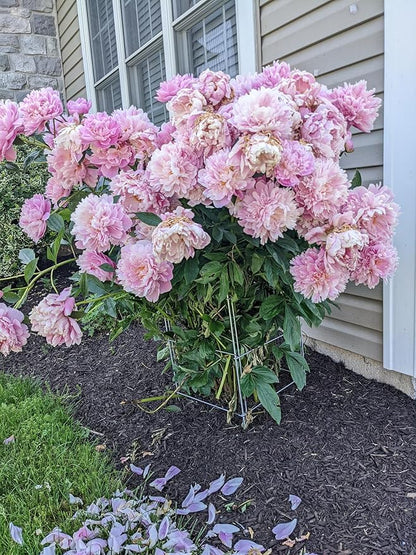 Cedar Ridge Square Foldable Flower Support Cage – Heavy-Duty Plant Support for Peonies, Mums & Pepper Plants – Ideal for Flower Beds & Garden Borders. Made in USA (13x24) – 3-Pack