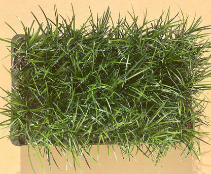 Mondo Grass - 20 Live Plants - Ophiopogon Japonicus - Live Evergreen Groundcover Plants - Shade Loving