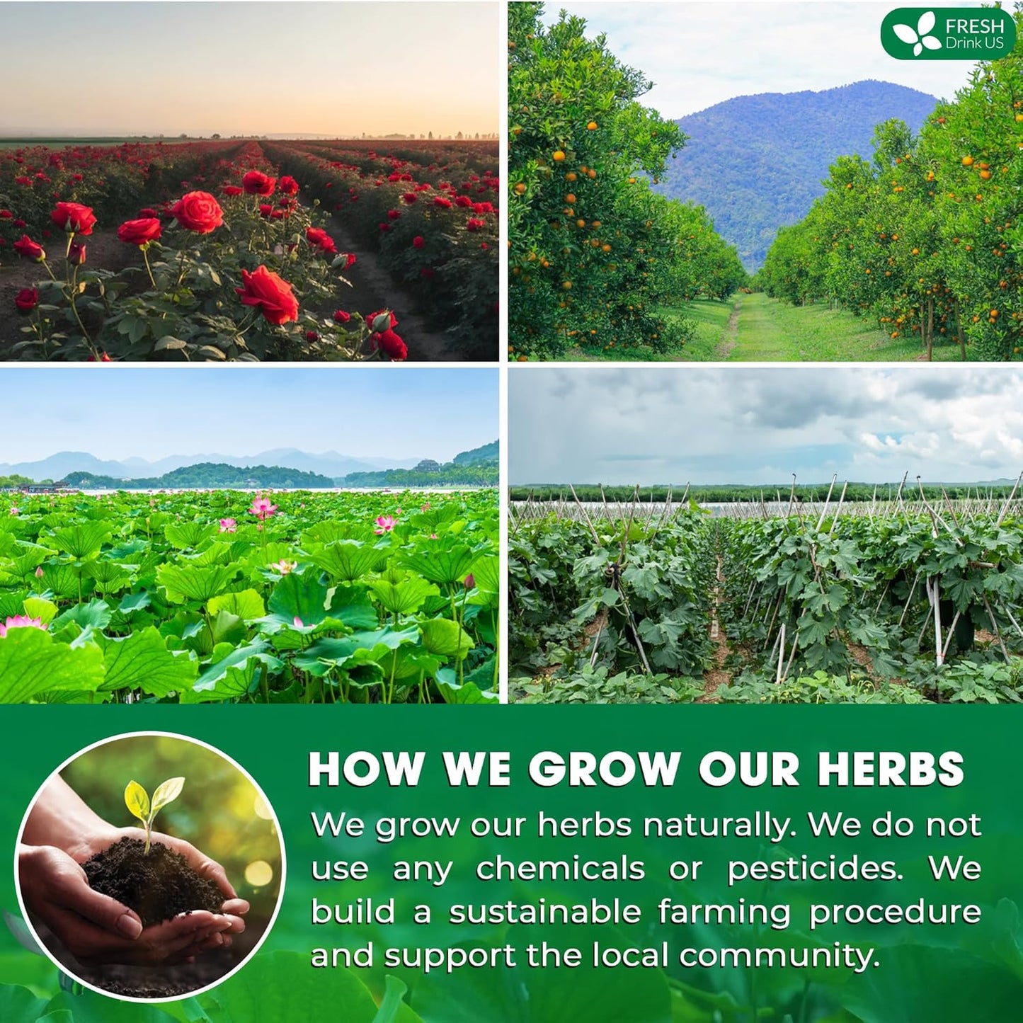 FRESHDRINKUS, 20 Packs of Oil Reducing Tea, Oil Cleansing for Liver, 10 Herbal Ingredients, Traditional Recipe Tea for Liver, 100% Natural, Easy Brewing, Steep Repeatedly