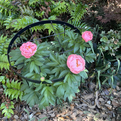 Large Peony Cages and Supports 18.9"x23.6" - Durable Round Garden Flower Rings | Tall Plant Support Stakes for Outdoor Peonies | Enhances Peony Planting Success with Secure Grounding