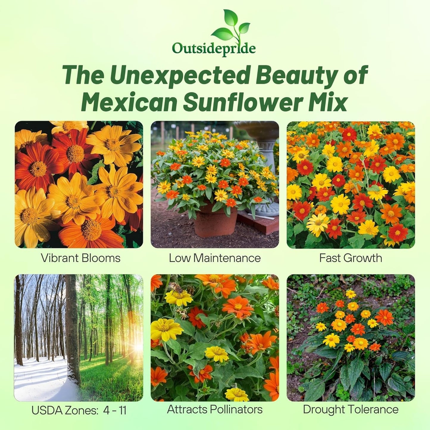 Outsidepride Mexican Sunflower Seeds Mix - 500 Pcs Annual, Easy-to-Grow, Mixed Tithonia Speciosa Flower Seeds w/Drought-Tolerant Blooms for Pollinator Gardens & Vibrant Summer Landscaping