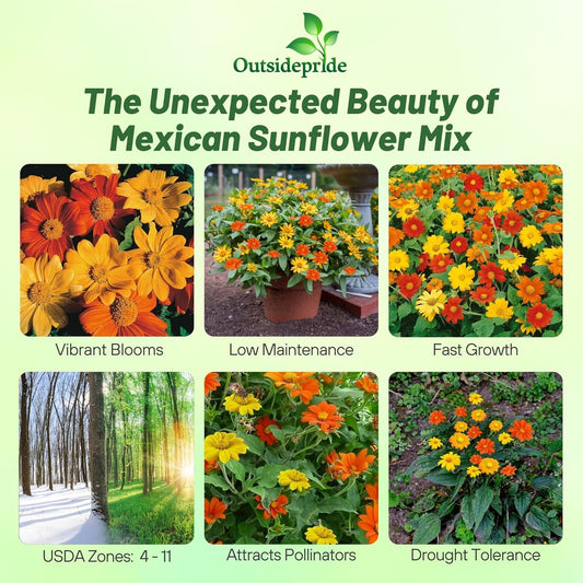Outsidepride Mexican Sunflower Seeds Mix - 1000 Pcs Annual, Easy-to-Grow, Mixed Tithonia Speciosa Flower Seeds w/Drought-Tolerant Blooms for Pollinator Gardens & Vibrant Summer Landscaping