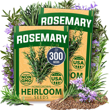HOME GROWN Rosemary Seeds Pack - 300 High Germinating 𝗡𝗢𝗡-𝗚𝗠𝗢, 𝗨𝗦𝗔-𝗦𝗢𝗨𝗥𝗖𝗘𝗗 Heirloom Herb Seeds for Planting in Indoor or Outdoor Herb Gardens (Salvia rosmarinus)