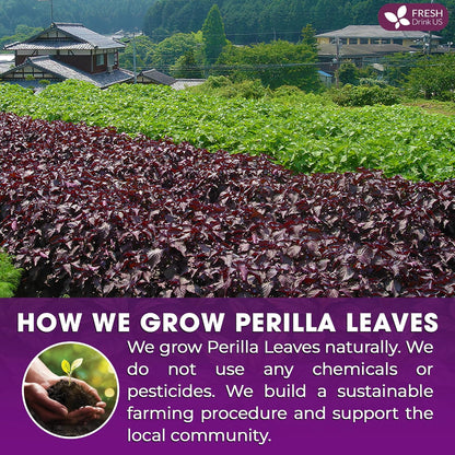 FreshDrinkUS, Premium Perilla Leaf Tea – 40 Tea Bags | 100% Pure Perilla Leaves | Caffeine-Free, Non-GMO, Natural Packaging | Herbal Tea Bags for Daily Enjoyment. Gluten-Free. Sugar-Free. Vegan