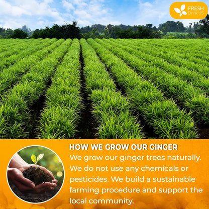 FreshDrinkUS, Premium 10oz Natural Ginger Roots, Cut and Sifted, 100% Natural & Pure from Ginger Roots, Ginger Tea, Ginger Loose Herbal Tea, No Additives, No Caffeine, Vegan