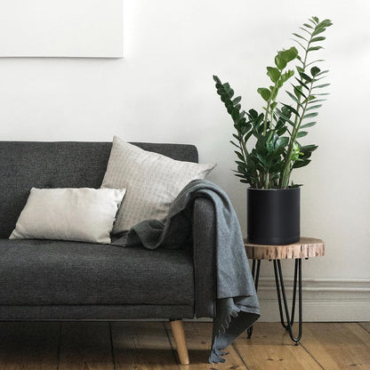 D'vine Dev 8 Inch Plastic Planter Pots for Plant Pot with Drainage Hole and Seamless Saucers, Black Color, 74-X-B-1