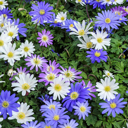 Easy to Grow Anemone Blanda Flutter Mix 60 Plant Bulbs - Blue, Pink, & White Flowers in Spring Outdoor, Full to Partial Sun