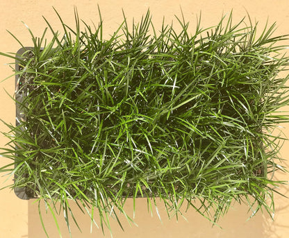 Mondo Grass - 10 Live Plants - Ophiopogon Japonicus - Shade Loving Evergreen Groundcover