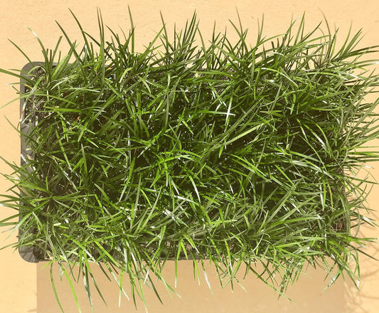 Mondo Grass - 10 Live Plants - Ophiopogon Japonicus - Shade Loving Evergreen Groundcover