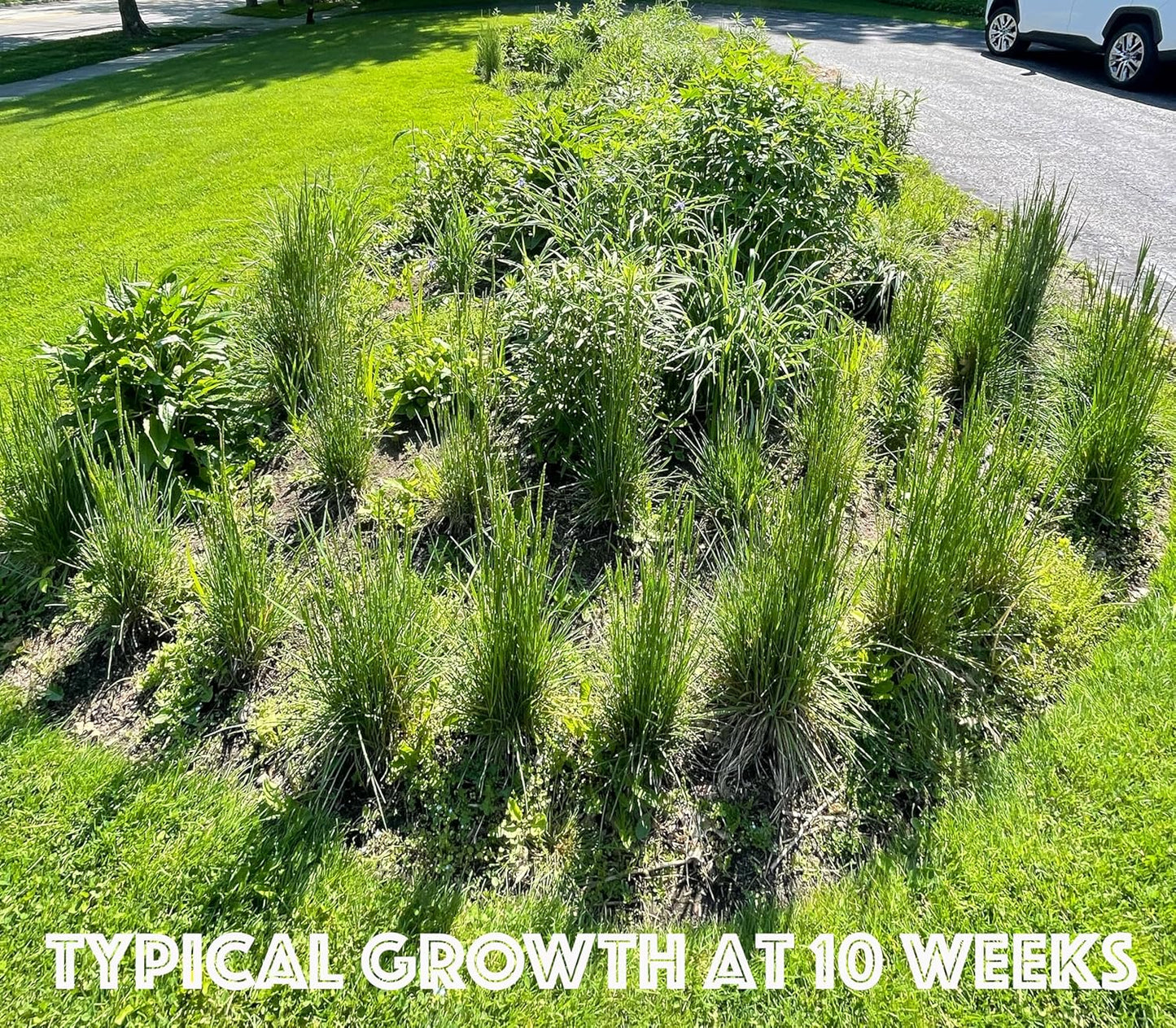 32 Live Outdoor Native Plants for Full Sun from My Home Park – Includes Aromatic Aster, Blue Mistflower, Lanceleaf Coreopsis, Mountain Mint & Purple Coneflower – Not Seeds – Easy to Grow Perennials