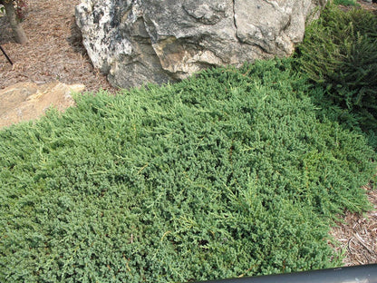 Juniper Procumbens Nana - 30 Live Plants - Drought Tolerant Evergreen Groundcover - Great for Bonsai